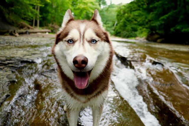 11 Dog Breeds With The Most Expressive Eyes