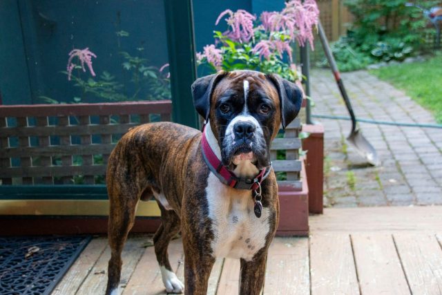 11 Large Breed Dogs With The Longest Lives