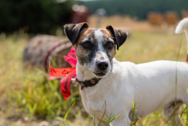 11 Small Dog Breeds with Surprisingly Fierce Personalities