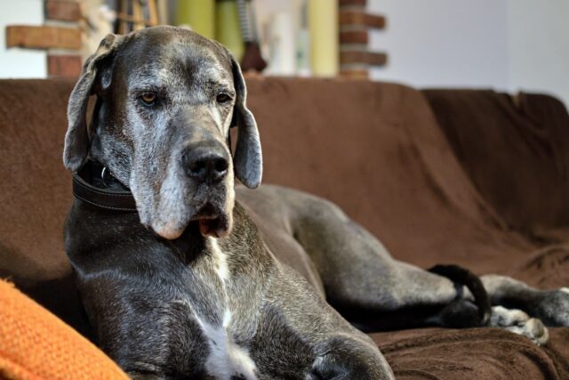 12 Best "Couch Potato" Dog Breeds in 2024