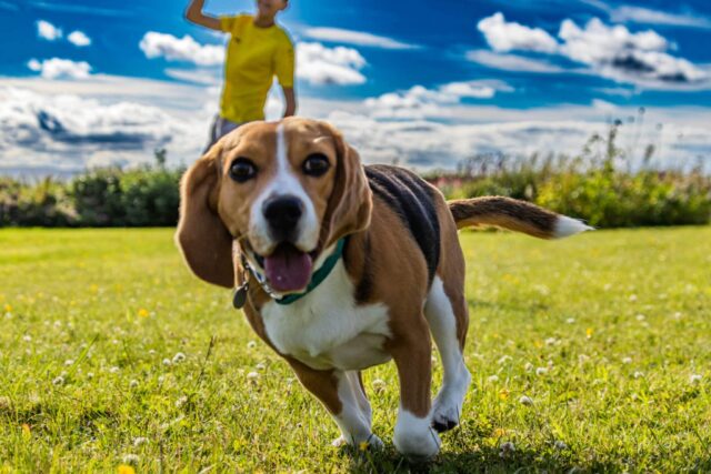 12 Dog Breeds Known for Their Gentle Spirit & Kindness