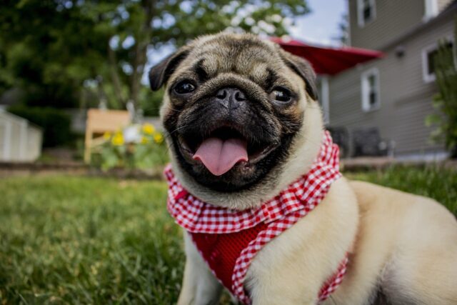 12 Dog Breeds That Are Exceptionally Gentle with Children