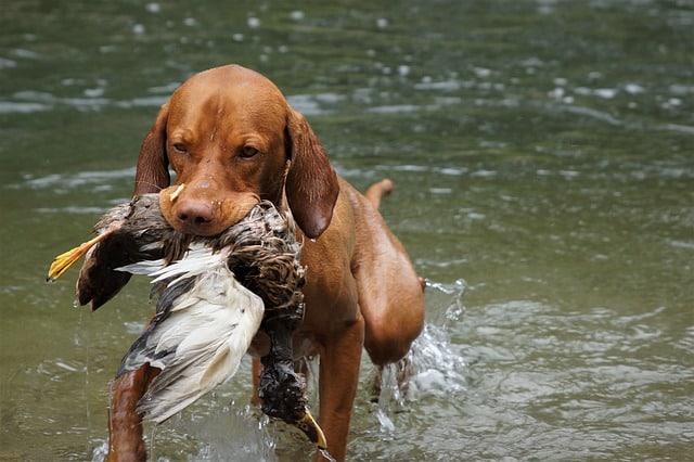 12 Dog Breeds That Are Natural Born Escape Artists