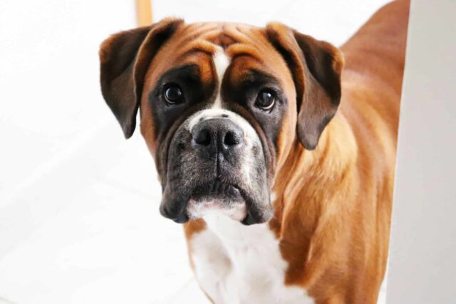 12 Dog Breeds with the Most Endearing Puppy-Dog Eyes