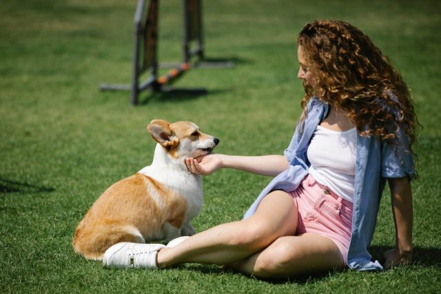 13 Dog Breeds Most Friendly To Strangers