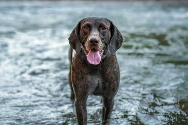 14 Dog Breeds That Are Natural Born Leaders in Dog Packs