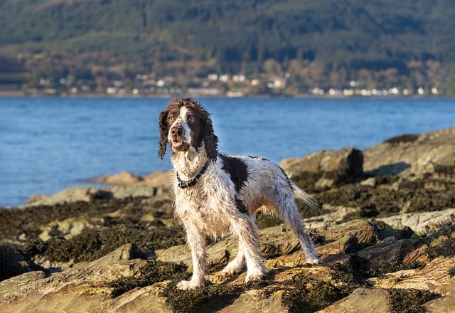 15 Dog Breeds Best Suited For Living In The Country