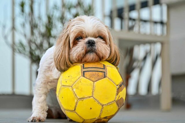 15 Dog Breeds With The Most Cheerful Personalities