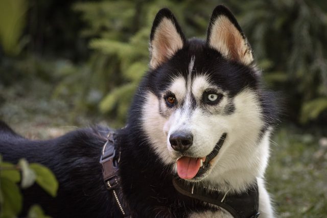 16 Dog Breeds With The Most Striking Eyes