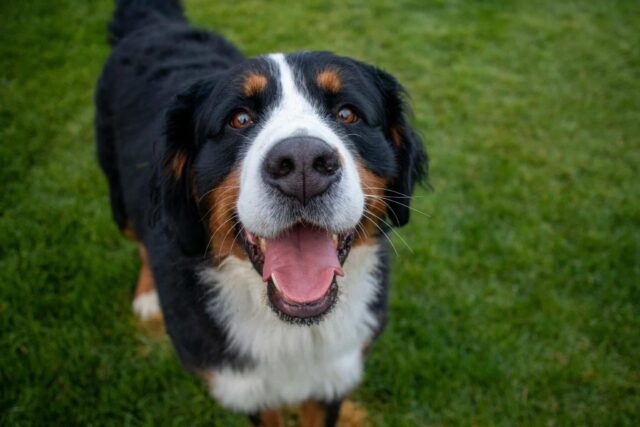 6 Huge Dog Breeds with Surprisingly Gentle Personalities