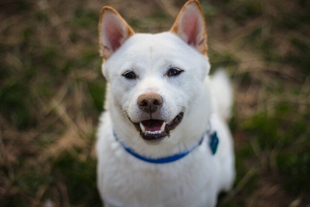 7 Dog Breeds Who Smile The Most