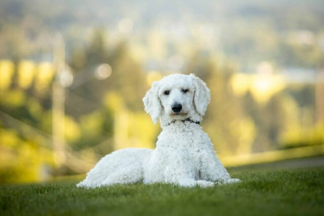 8 Dog Breeds That Are the Epitome of Grace and Elegance