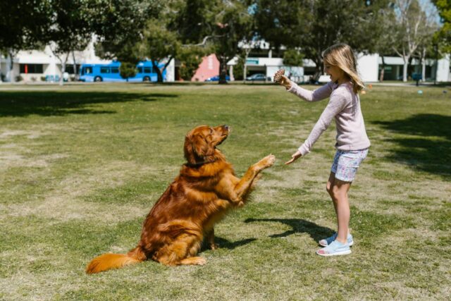 8 Dog Breeds Whose Cheerful Disposition Brightens Even The Worst Days