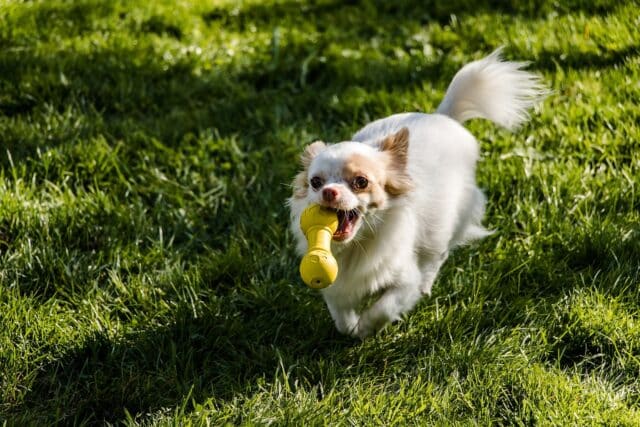 9 Dog Breeds That Are Hilariously Bad At Catching Things