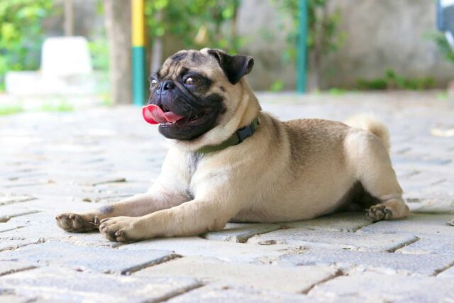 9 Dog Breeds That Can Make You Laugh Without Trying