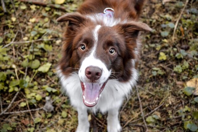 The 11 Dog Breeds That Give The Most Kisses