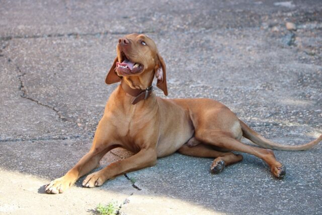 The 12 Most Anxious Dog Breeds