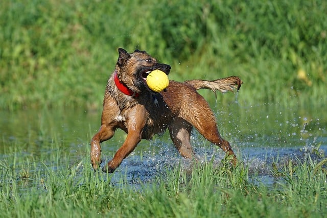 The 13 Dog Breeds That Could Easily Outsmart Their Owners