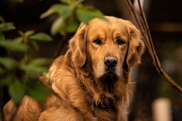 Top 10 Worst Dog Breeds For Guarding Your Home