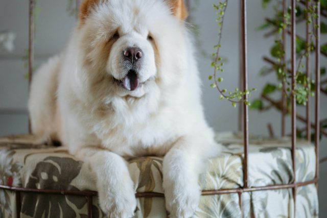 Top 15 Dog Breeds For Guarding Your Home