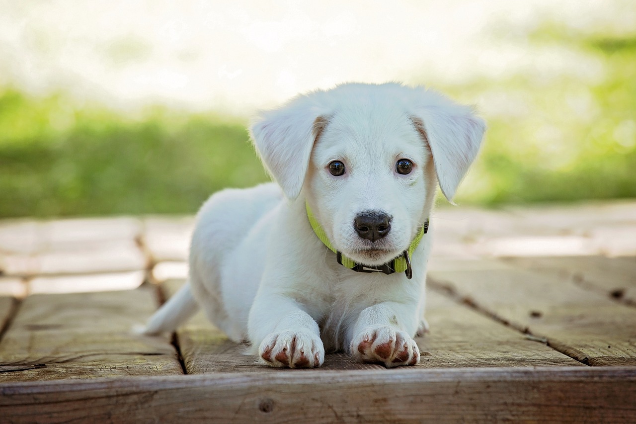 Top 15 Low-Maintenance Dog Breeds for Busy Owners