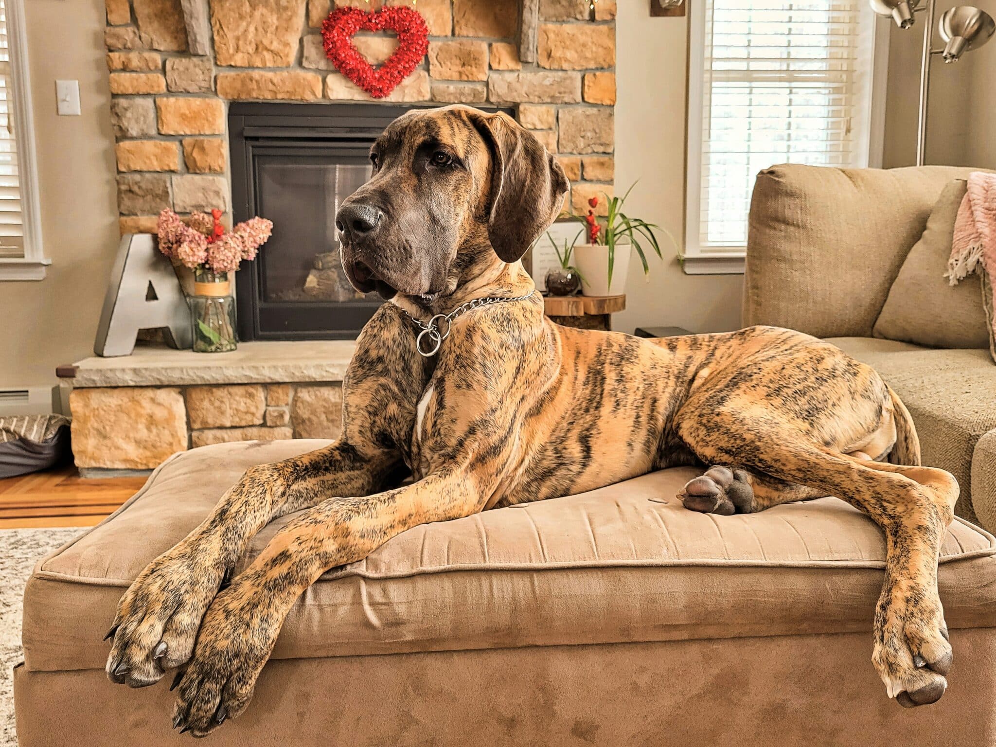 11 Cuddly Dog Breeds That Will Steal Your Bed Space