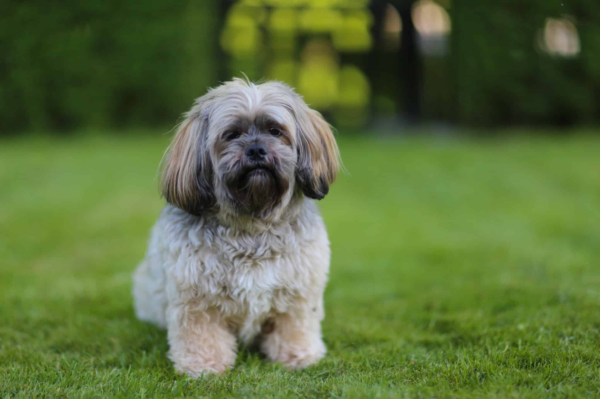 11 Dog Breeds That Are Surprisingly Great for Apartment Living