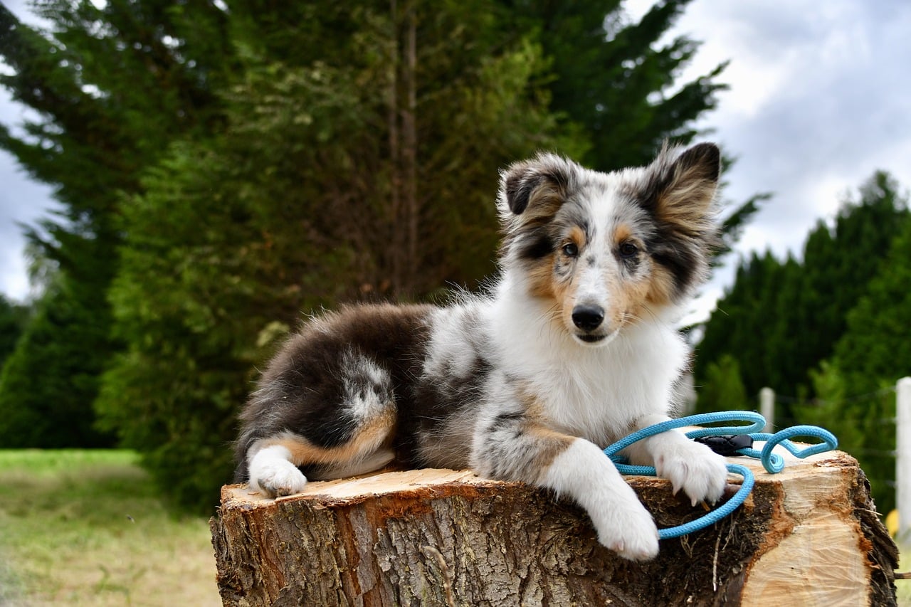 11 Fluffiest Dog Breeds