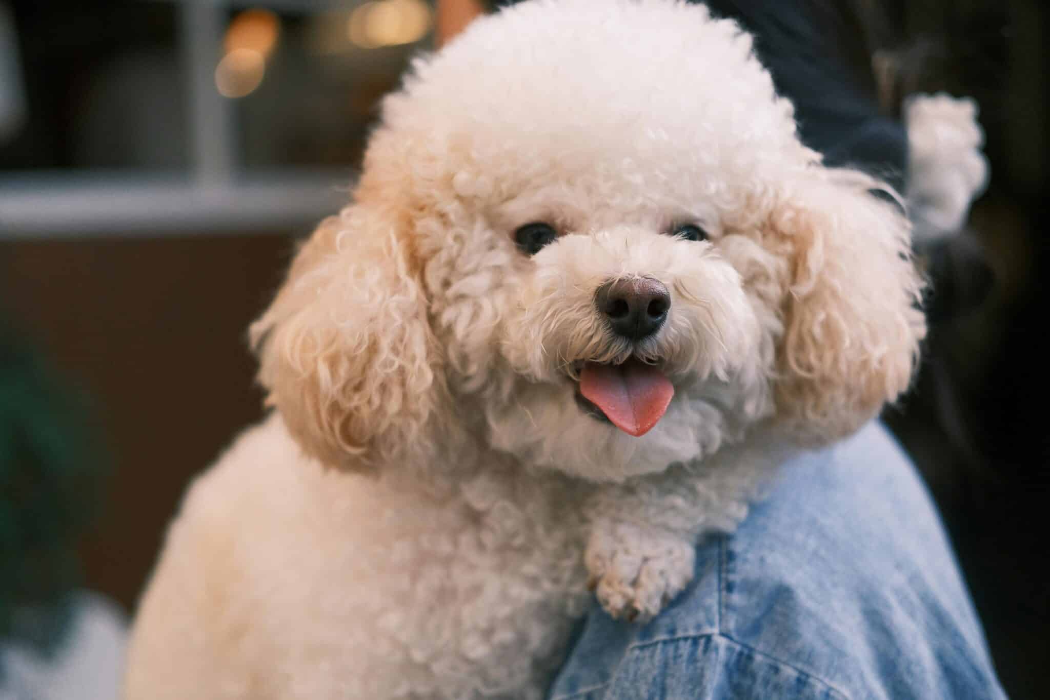 11 Puppy Breeds With the Fluffiest Coats for Ultimate Cuddle Sessions