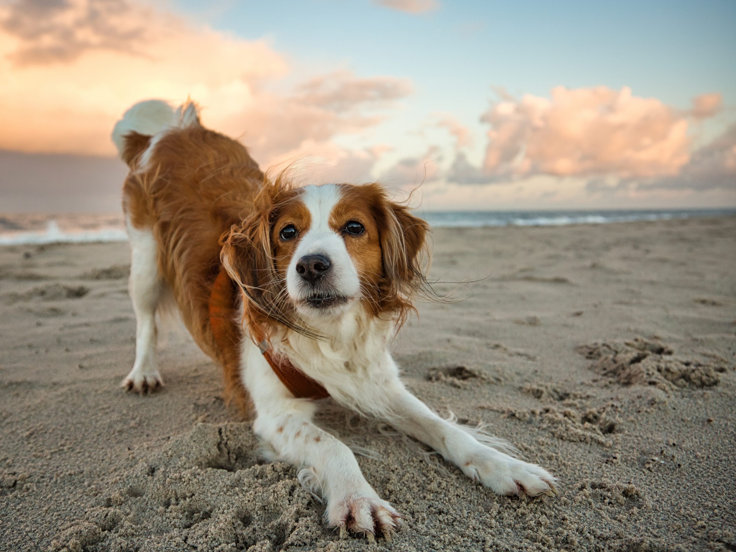 11 Rare Dog Breeds That Show Remarkable Longevity and Health into Old Age