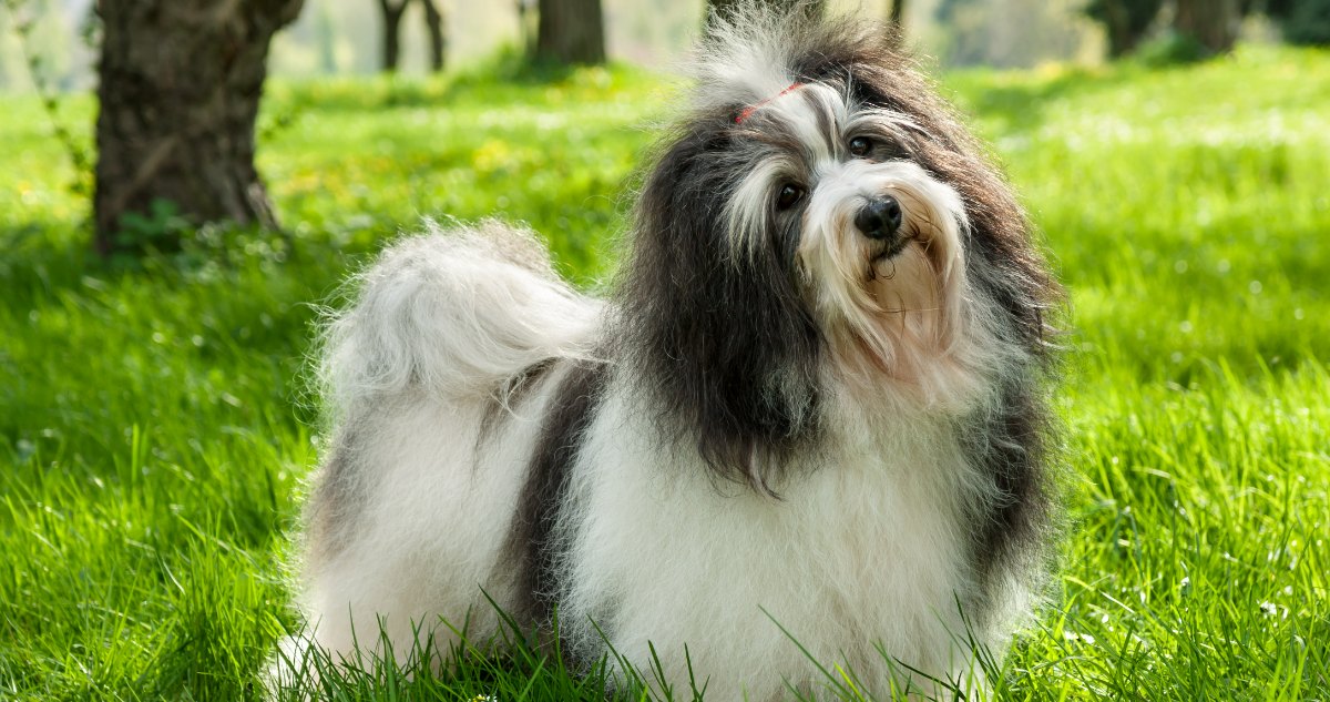 11 Small Dog Breeds That Thrive In Their Senior Years Without Major Health Issues