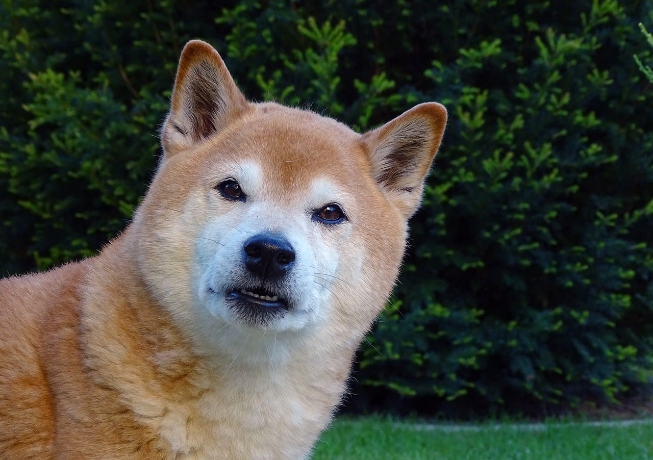 12 Dog Breeds That Are Still Remarkable Healthy In Their Senior Years