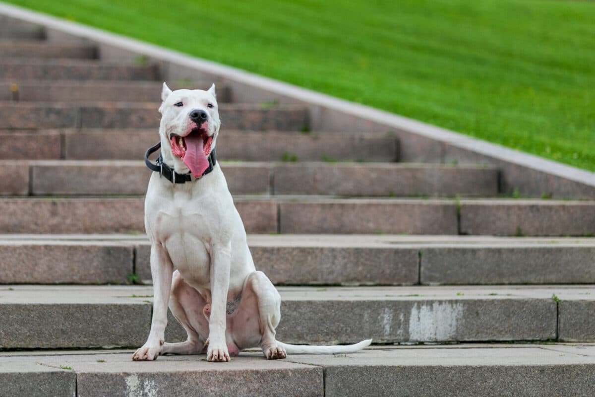 12 Dog Breeds With The Strongest Bite Force