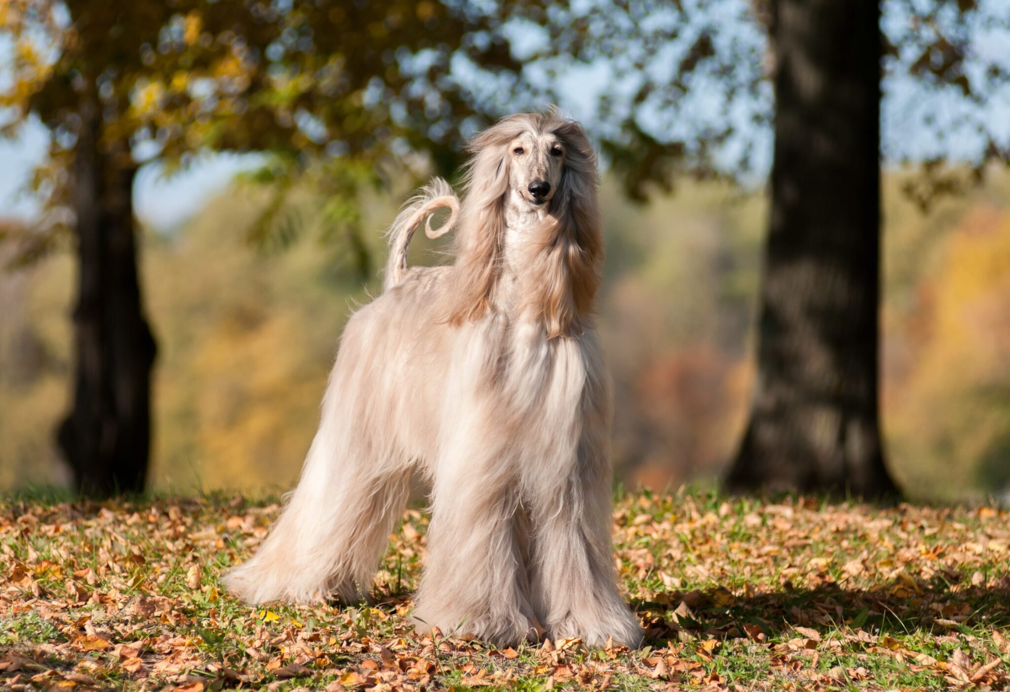 12 Most Challenging Dog Breeds