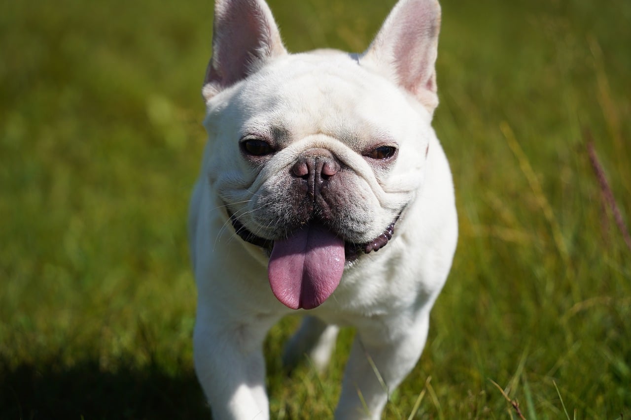 15 Best Dog Breeds for Someone in Their 30s