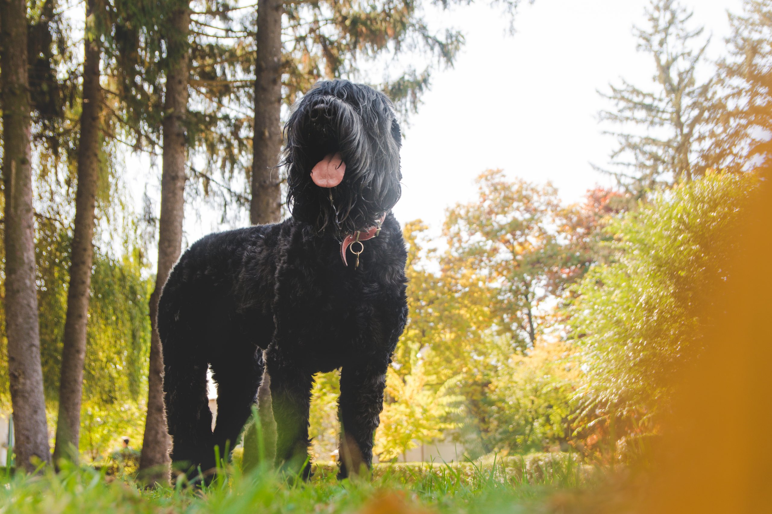 16 Dog Breeds That Personify "Loyalty"