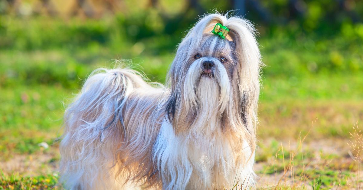 7 Dog Breeds That Are Living Teddy Bears