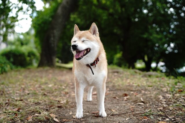 7 Dog Breeds That Could Have Been Secret Agents