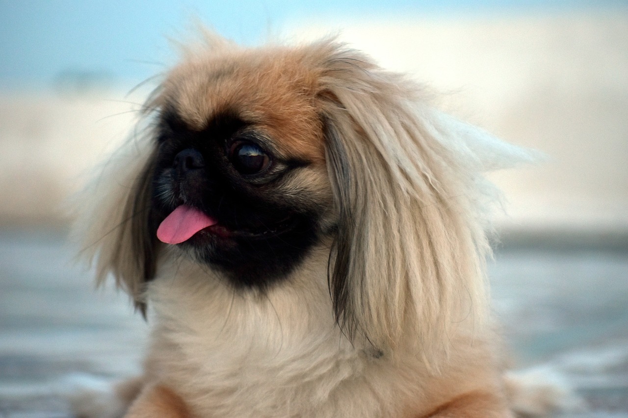 7 Dog Breeds With The Most Unusual Eating Habits