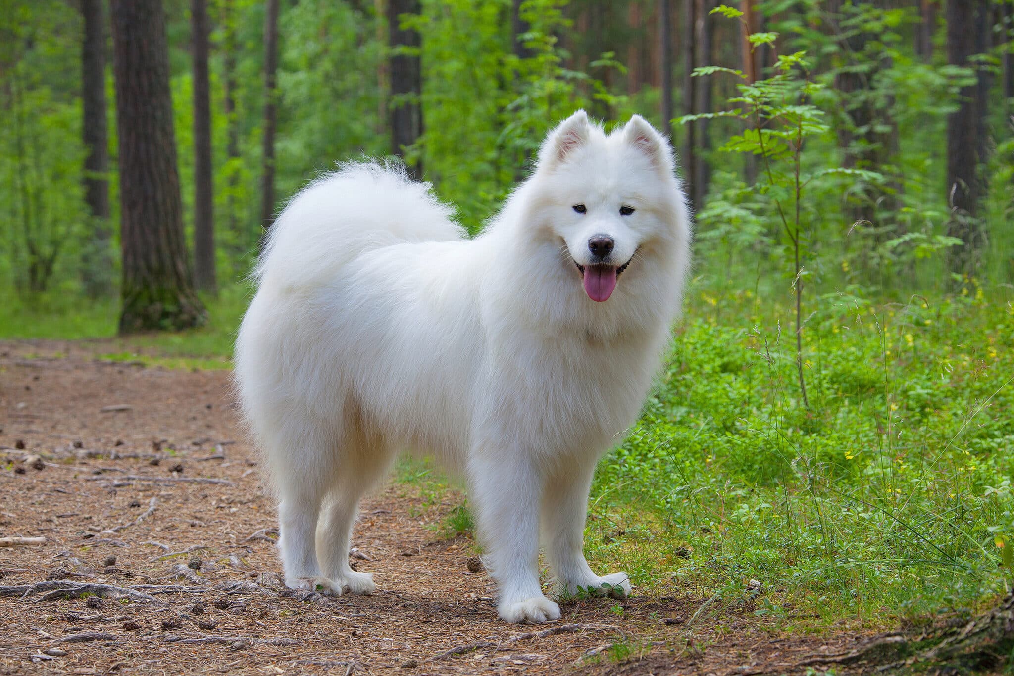 8 Ultra-Cuddly Dog Breeds