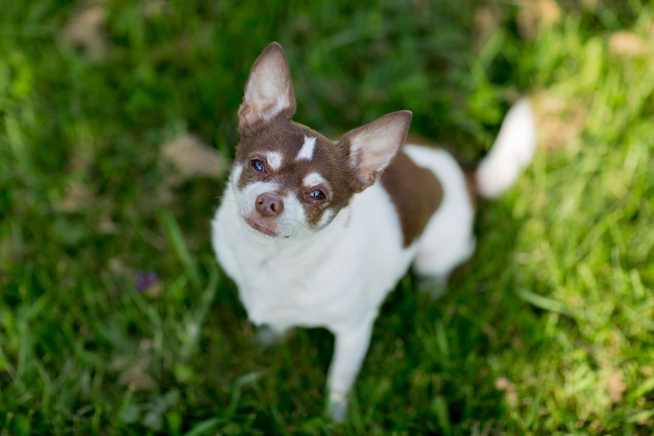 9 Adorable Small Puppy Breeds That Stay Tiny Even When Fully Grown