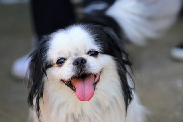 9 Dog Breeds That Seem To Have Permanent Puppy Eyes