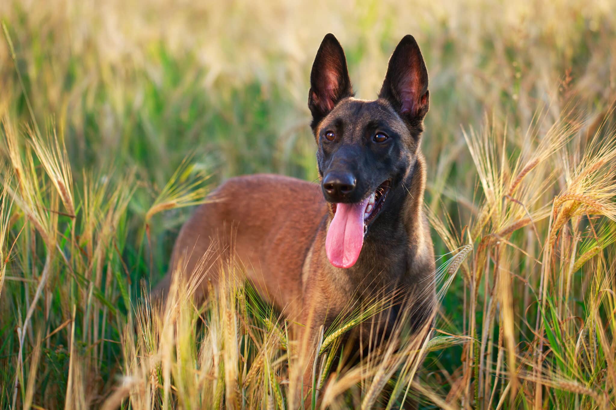 9 Large Dog Breeds Known for Aging Gracefully and Staying Active