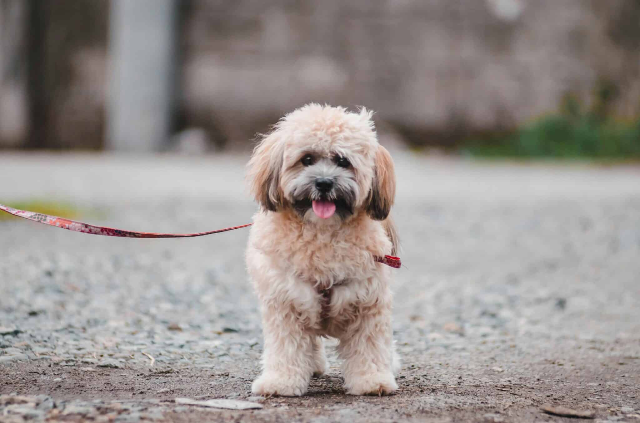 Ease into Pet Ownership with These 11 Zen-Like Dog Breeds