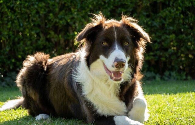 The 10 Dog Breeds That Love You Back the Most!