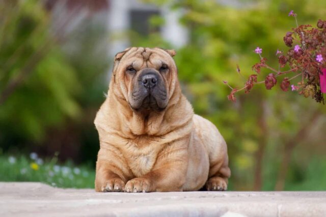 The 12 Coolest-Looking Dog Breeds, Ranked