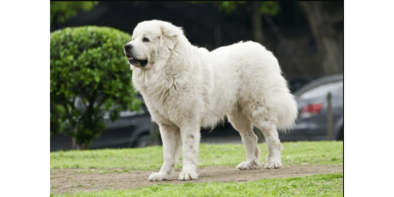 The 16 Most Loyal Dog Breeds for Home Security