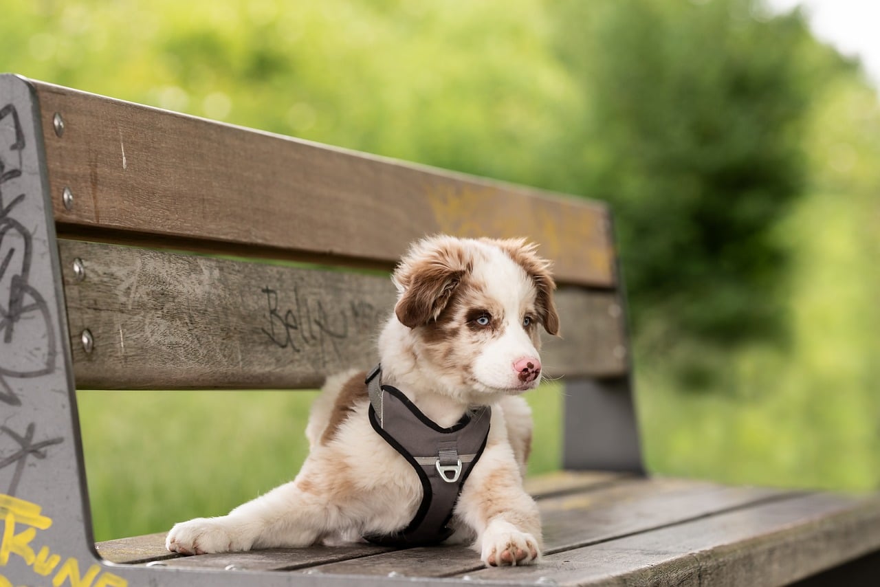 These Dogs Keep Their Puppy Charm For Life!