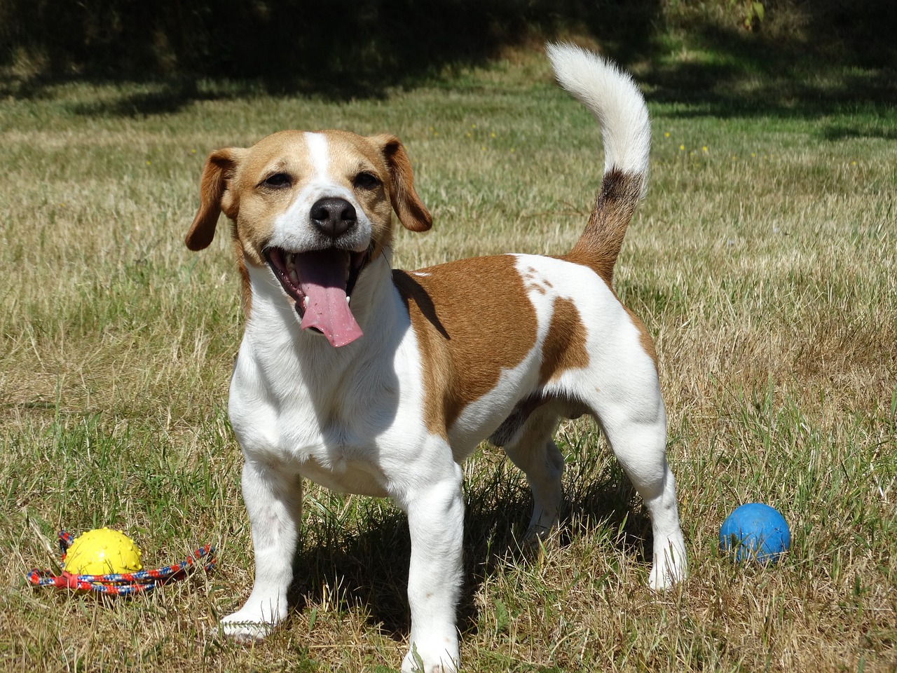 Top 10 Dog Breeds Most Likely to Steal Your Food