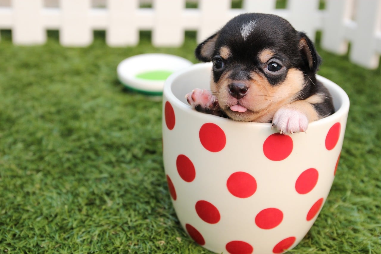 Top 10 Teacup Dog Breeds